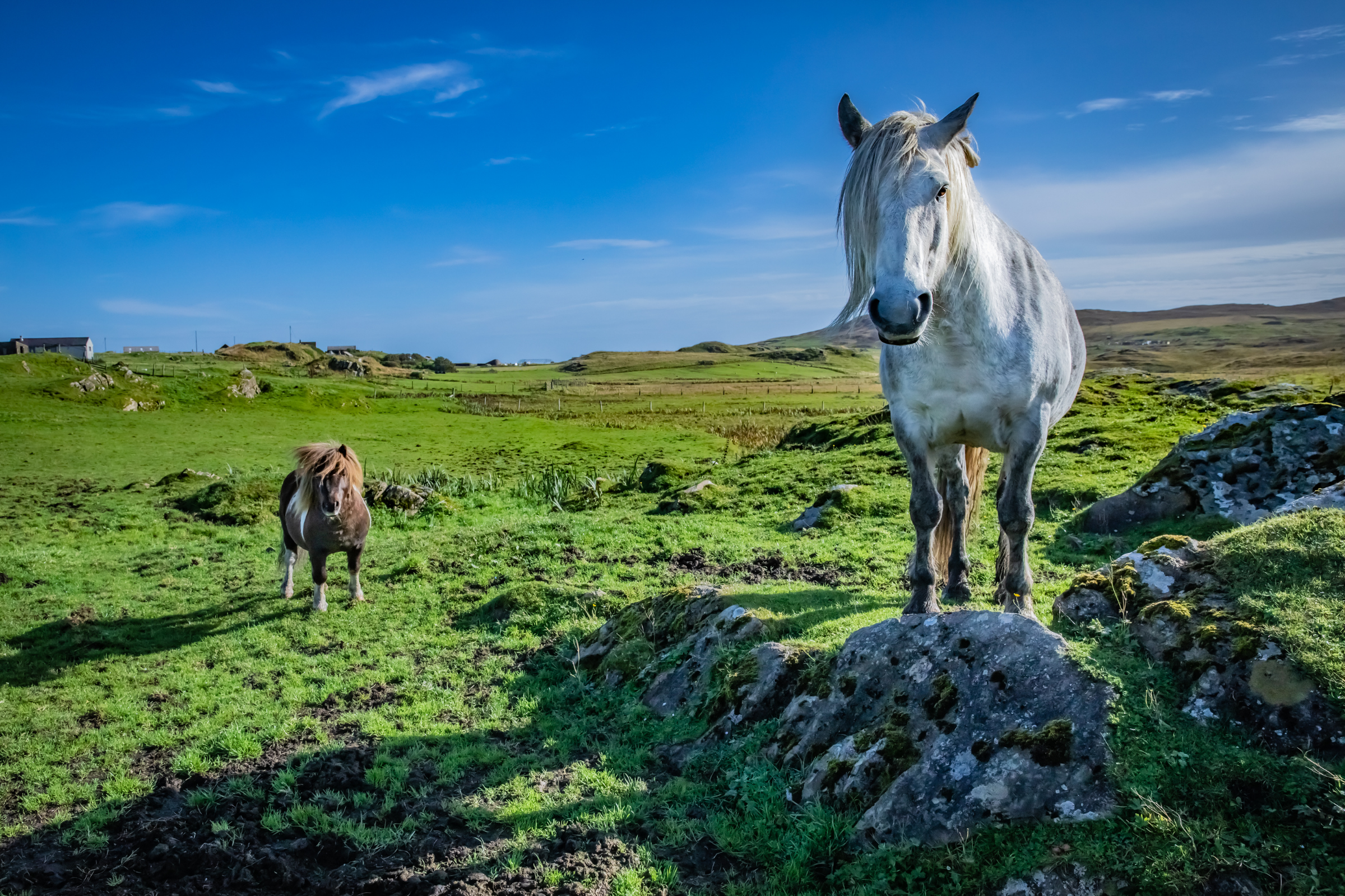 fair isle, shetland islands (4).webp